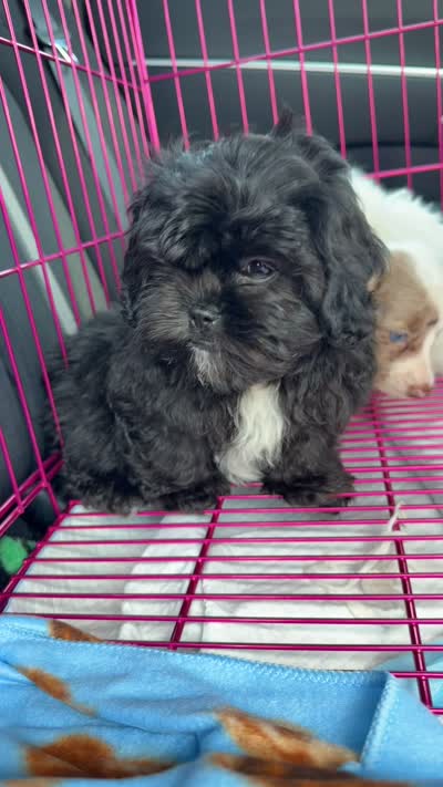 Teddy, a male Shihpoo for sale in Panama City Beach, FL – 3 of 3