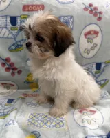 Trixie, a female Pekingese and Shih Tzu for sale in Panama City Beach, FL – 4 of 4