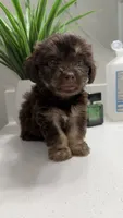 Luca, a male Morkie for sale in Fort Walton Beach, FL – 2 of 4