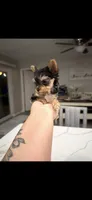 Xena TEACUP, a female Yorkshire Terrier for sale in Gainesville, FL – 3 of 4