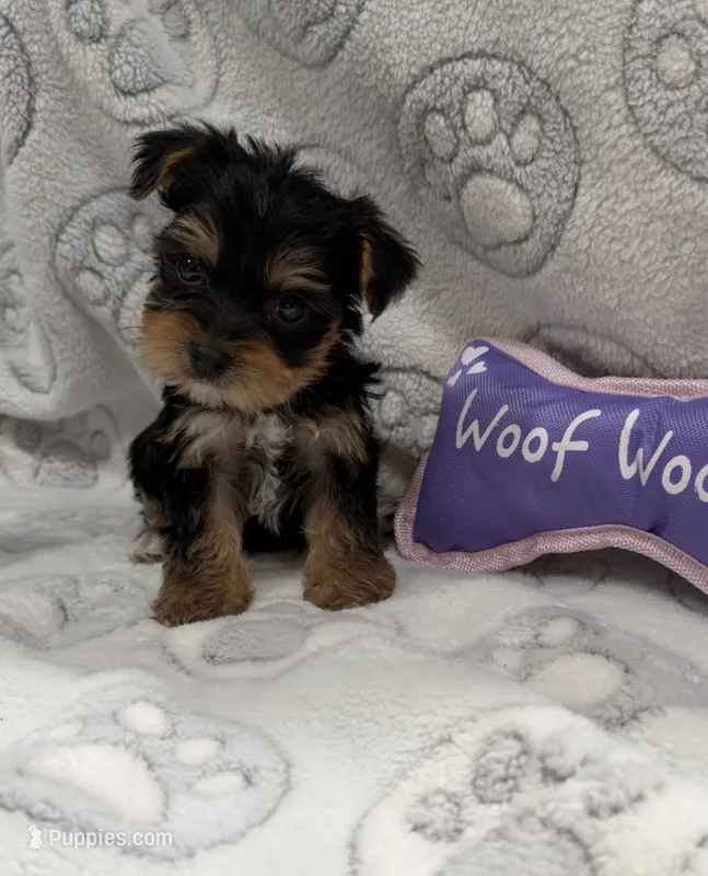 Ellie  – Yorkshire Terrier puppy for sale in Destin, FL