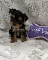 Ellie , a female Yorkshire Terrier for sale in Destin, FL – 1 of 2