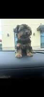 Gia, a female Yorkshire Terrier for sale in Mary Esther, FL – 2 of 2