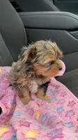 Rayne , a female Yorkshire Terrier for sale in Destin, FL – 3 of 4