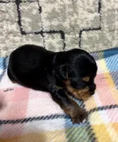 Baby, a female Yorkshire Terrier for sale in Niceville, FL – 2 of 2
