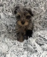 Draco, a male Yorkshire Terrier for sale in Mary Esther, FL – 3 of 4