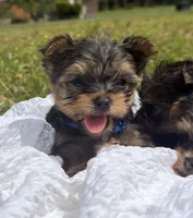Tank (blue) , a male Yorkshire Terrier for sale in Fort Walton Beach, FL – Photo 2 of 5