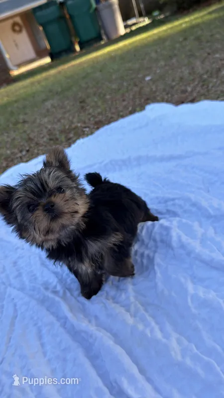 Tank (blue)  – Yorkshire Terrier puppy on hold in Fort Walton Beach, FL