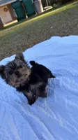 Tank (blue) , a male Yorkshire Terrier for sale in Fort Walton Beach, FL – 1 of 8
