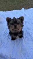 Tank (blue) , a male Yorkshire Terrier for sale in Fort Walton Beach, FL – 4 of 8