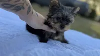 Tank (blue) , a male Yorkshire Terrier for sale in Fort Walton Beach, FL – 2 of 8