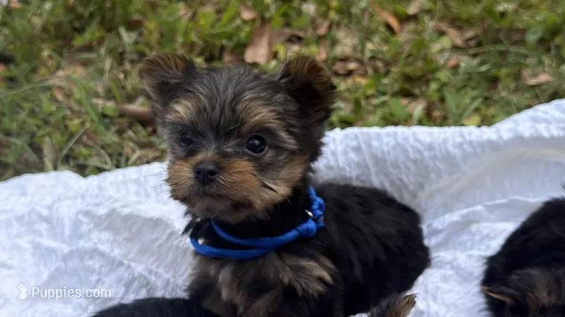 Tank (blue)  – Yorkshire Terrier puppy for sale in Fort Walton Beach, FL