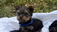 Tank (blue) , a male Yorkshire Terrier for sale in Fort Walton Beach, FL – Photo 1 of 5