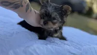 Tank (blue) , a male Yorkshire Terrier for sale in Fort Walton Beach, FL – 3 of 8