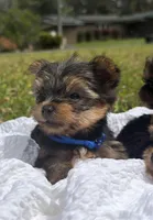 Tank (blue) , a male Yorkshire Terrier for sale in Fort Walton Beach, FL – Photo 3 of 5