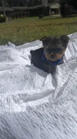 Tank (blue) , a male Yorkshire Terrier for sale in Fort Walton Beach, FL – Photo 5 of 5