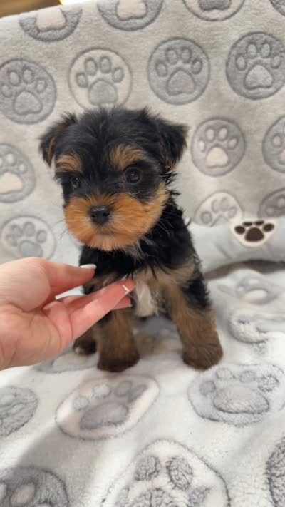 Tank , a male Yorkshire Terrier for sale in Destin, FL – 3 of 3