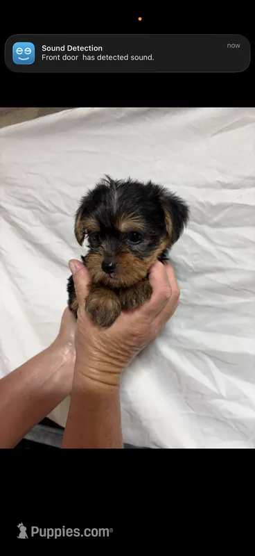 Trixie  – Yorkshire Terrier puppy for sale in Fort Walton Beach, FL