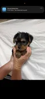 Trixie , a female Yorkshire Terrier for sale in Fort Walton Beach, FL – 1 of 1