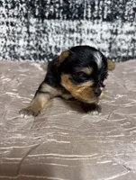 Star, a female Yorkshire Terrier for sale in Niceville, FL – 2 of 2