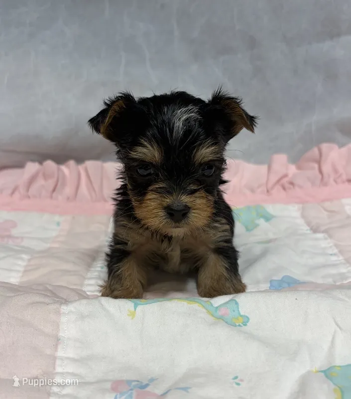 Star – Yorkshire Terrier puppy for sale in Destin, FL