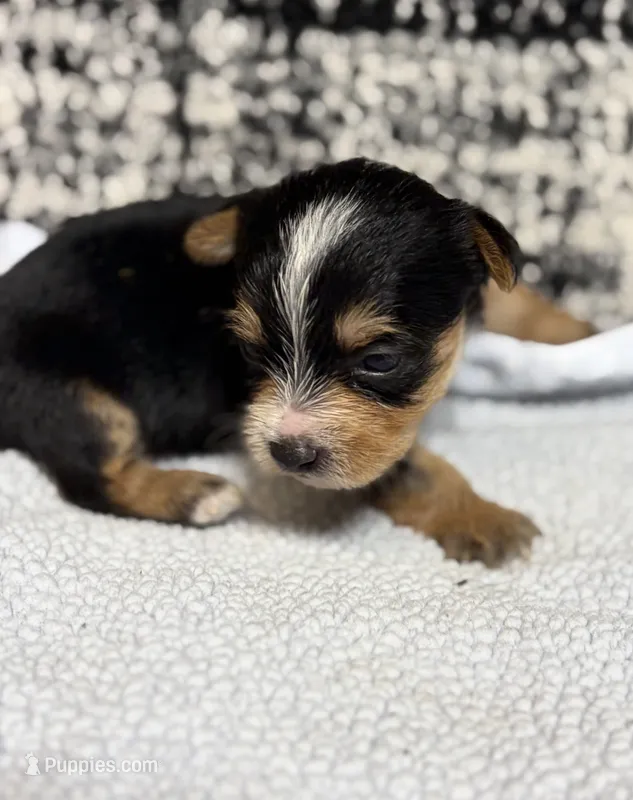 Axel – Yorkshire Terrier puppy for sale in Niceville, FL