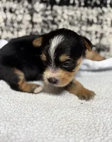 Axel, a male Yorkshire Terrier for sale in Destin, FL – 2 of 5