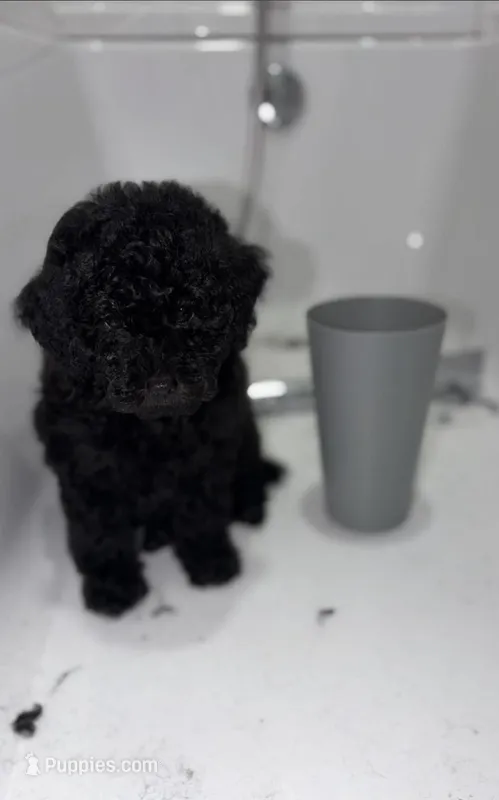 Stella, a female Poodle - Miniature  for sale in Fort Walton Beach, FL – 1 of 1
