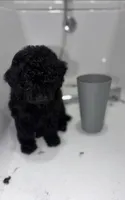 Stella, a female Poodle - Miniature  for sale in Fort Walton Beach, FL – 1 of 1