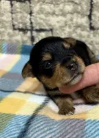 Nala , a female Yorkshire Terrier for sale in Niceville, FL – 1 of 3