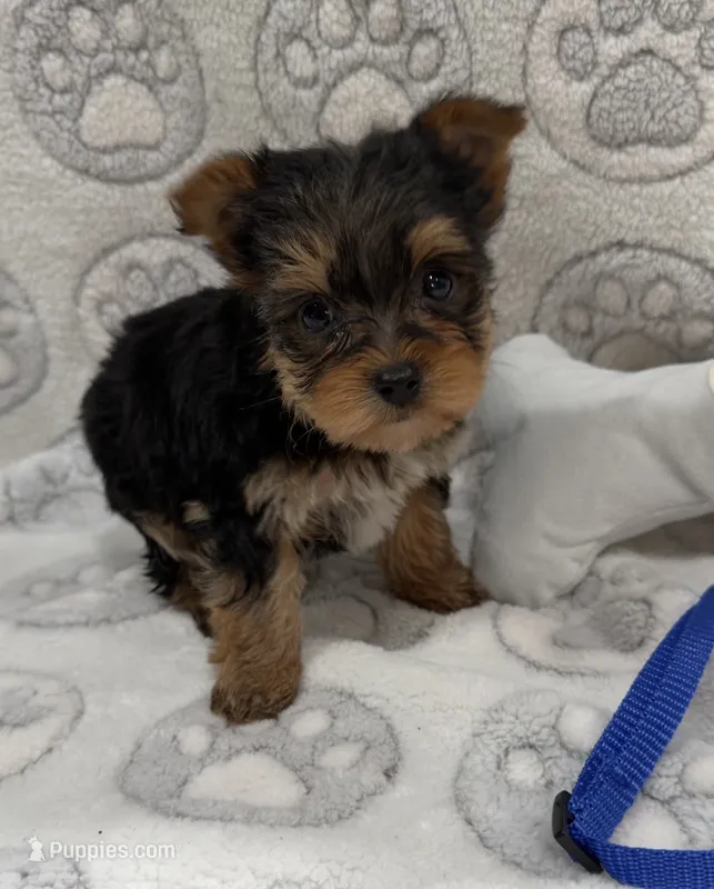Tru – Yorkshire Terrier puppy for sale in Destin, FL