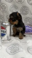 Lola, a male Yorkshire Terrier for sale in Destin, FL – 2 of 4