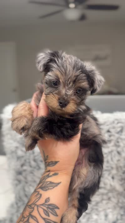 Draco, a male Yorkshire Terrier for sale in Mary Esther, FL – 4 of 4