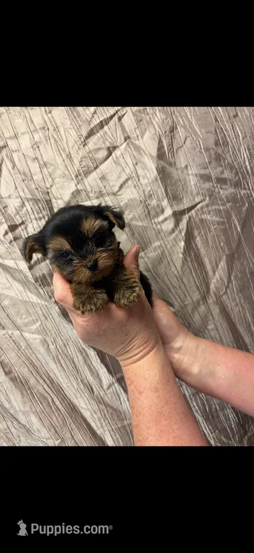 Bruno – Yorkshire Terrier puppy for sale in Mary Esther, FL