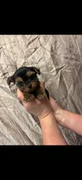 Bruno, a male Yorkshire Terrier for sale in Mary Esther, FL – 1 of 1