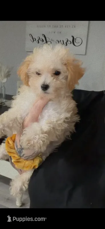 Akc Lilly – Poodle - Toy  puppy for sale in Fort Walton Beach, FL