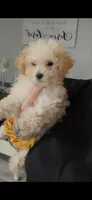 Lilly, a female Poodle - Toy  for sale in Fort Walton Beach, FL – 4 of 4