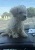 Lilly, a female Poodle - Toy  for sale in Fort Walton Beach, FL – 3 of 4