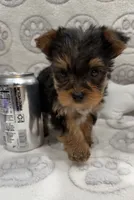 Tru, a male Yorkshire Terrier for sale in Destin, FL – 2 of 3