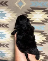 Stella, a female Shihpoo for sale in Fort Walton Beach, FL – 2 of 2