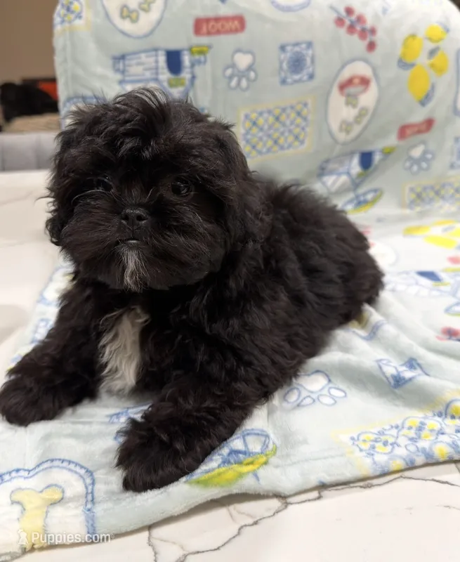 Teddy – Shihpoo puppy for sale in Panama City Beach, FL