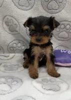 Gia, a female Yorkshire Terrier for sale in Destin, FL – 3 of 4