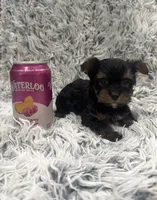 Luca, a male Yorkshire Terrier for sale in Mary Esther, FL – 1 of 2