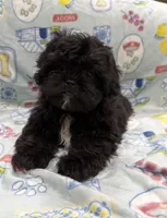 Teddy, a male Shihpoo for sale in Panama City Beach, FL – 2 of 3