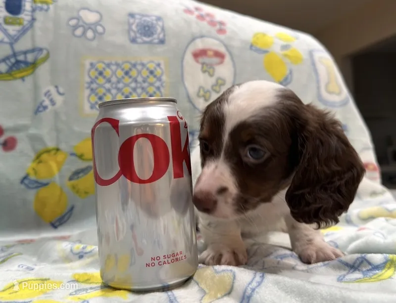 Bailey – Miniature Dachshund puppy for sale in Pensacola, FL