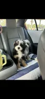 Benji, a male Miniature Bernedoodle for sale in Fort Walton Beach, FL – 2 of 2