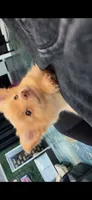 Honey , a male Pomchi for sale in Niceville, FL – 2 of 2