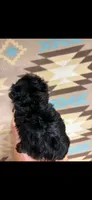 Tina, a female Yorkipoo for sale in Mary Esther, FL – 2 of 2