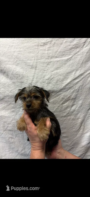 Lilly – Yorkshire Terrier puppy for sale in Fort Walton Beach, FL