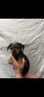 Lilly, a female Yorkshire Terrier for sale in Fort Walton Beach, FL – 1 of 2